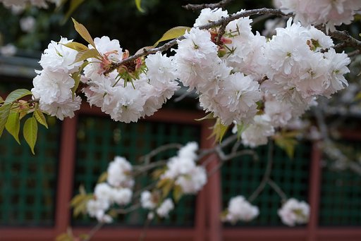桜三部#2