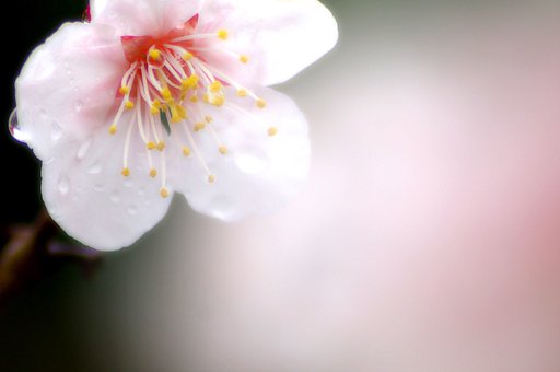 時雨花