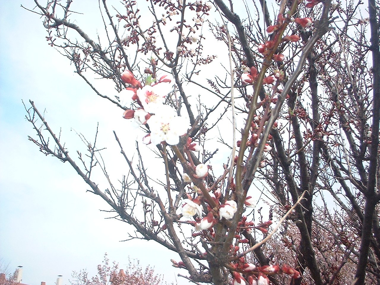 蕾・少しあり