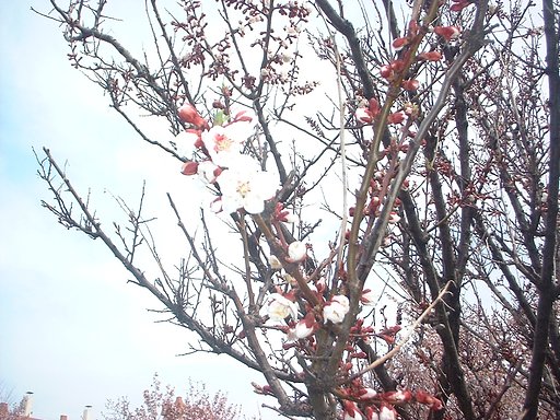 蕾・少しあり