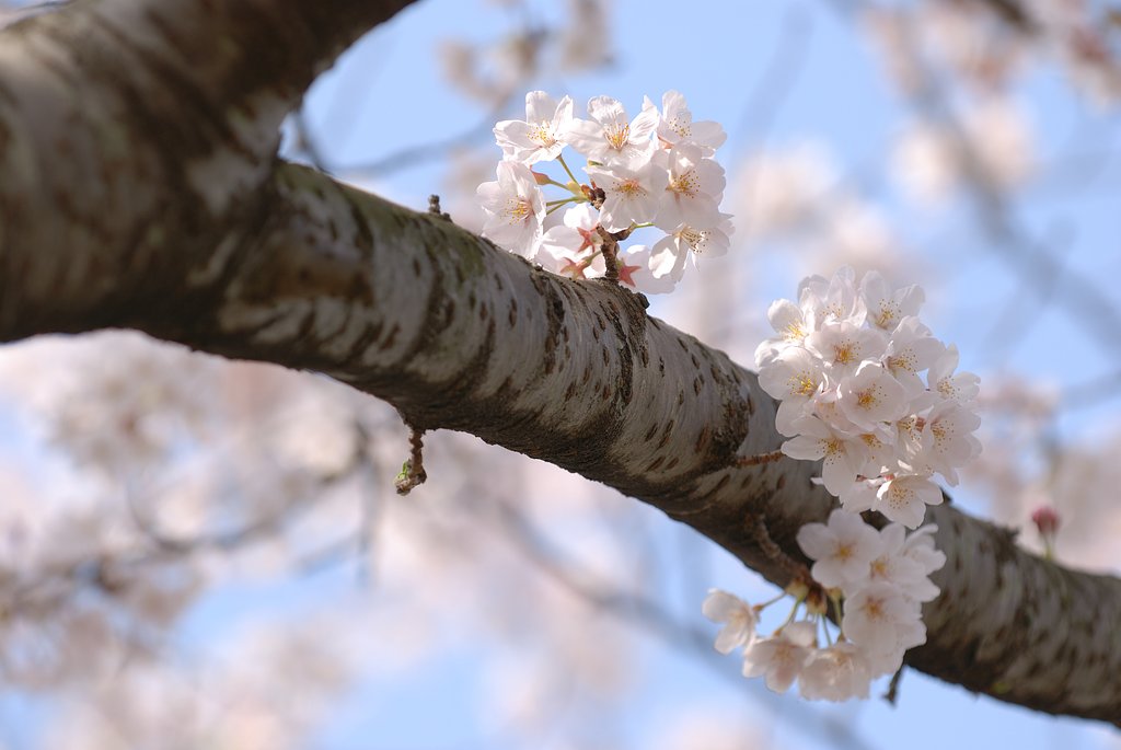 朝日