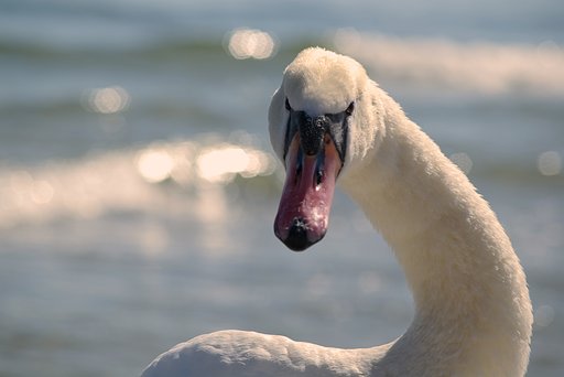 Swan