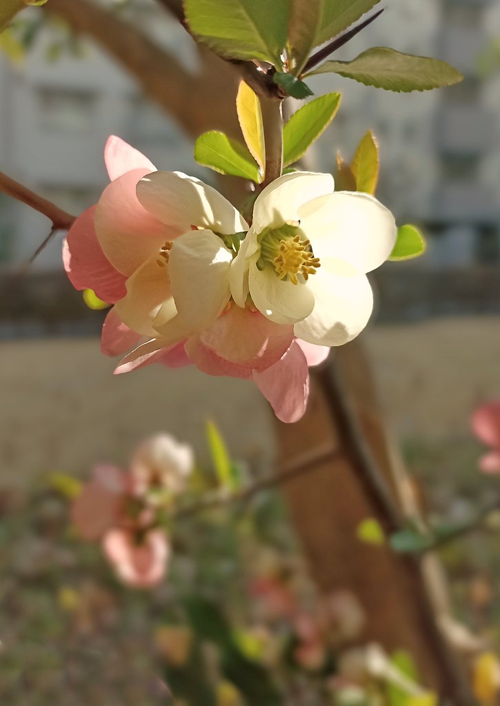 陽だまりに咲く