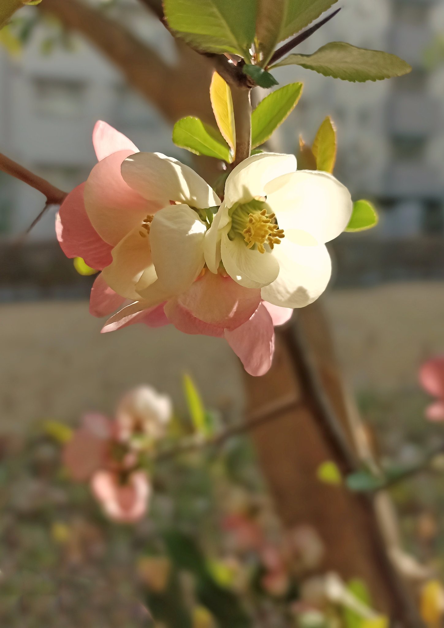 陽だまりに咲く