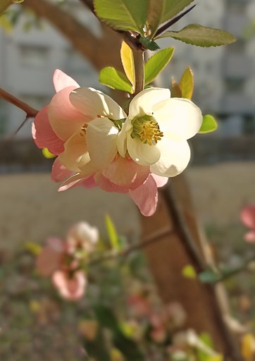 陽だまりに咲く