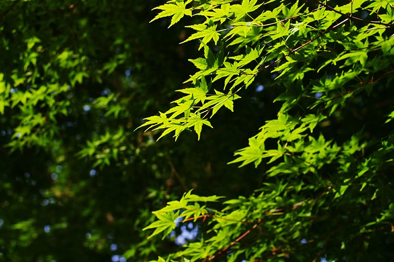 青い紅葉