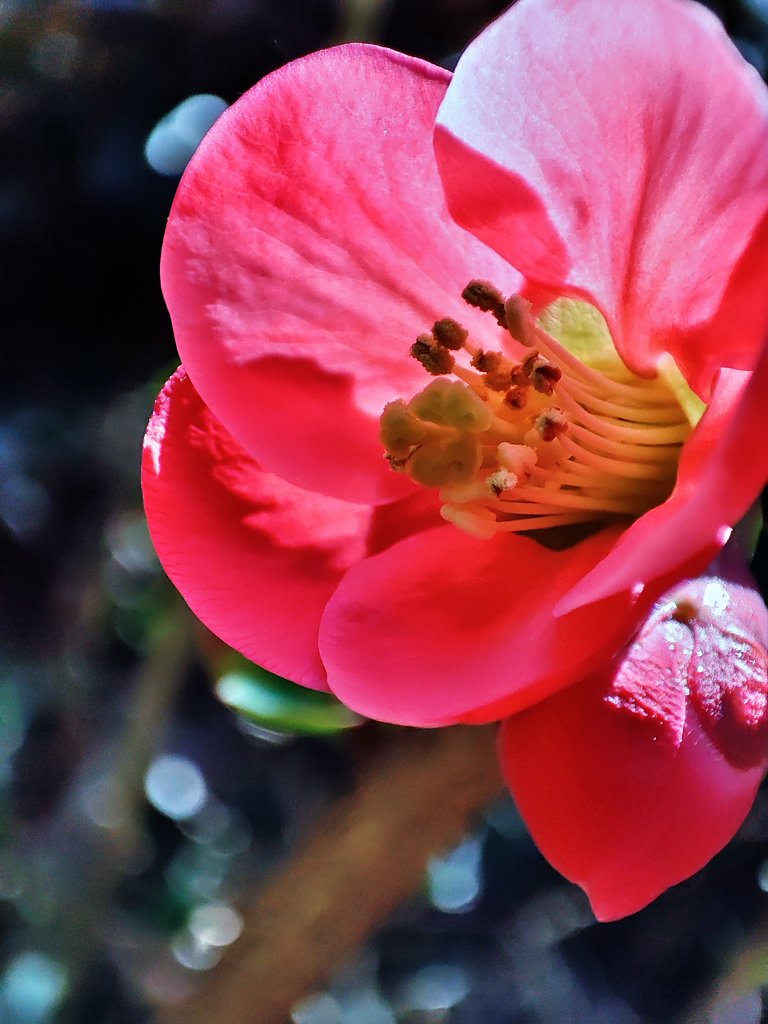 花のシベでボケてみた