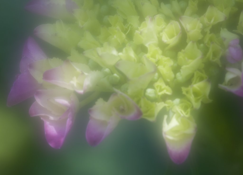 紫陽花