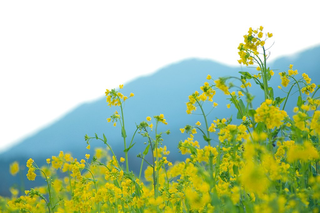 麓に咲く