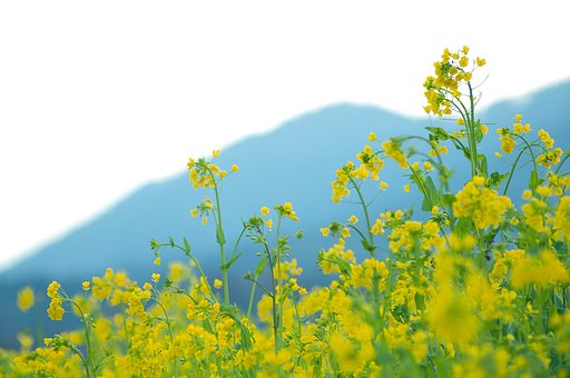 麓に咲く