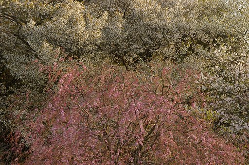 枝垂桜