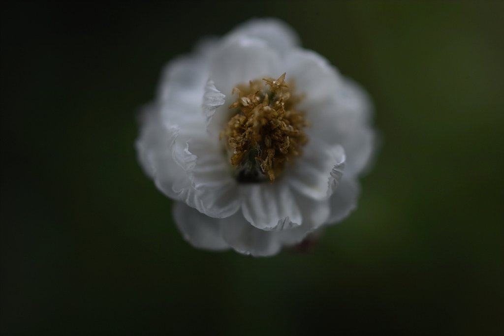 花かんざし