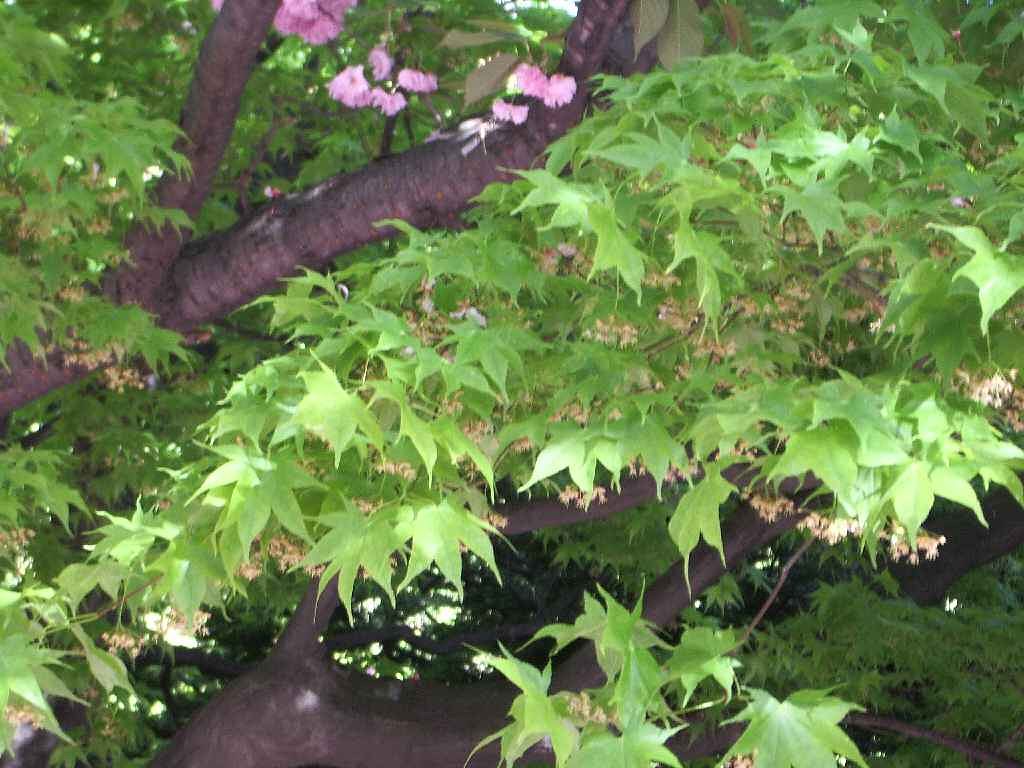まだ桜が・・・