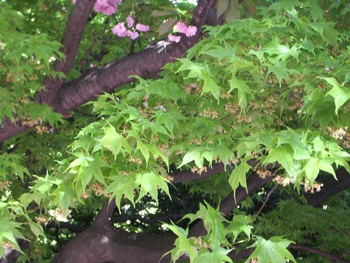 まだ桜が・・・