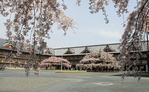 しだれざくら2本