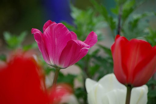 桜の下には