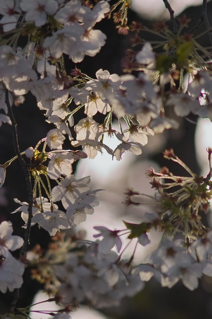 桜の園