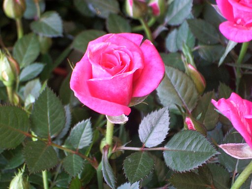 薔薇に誘われて