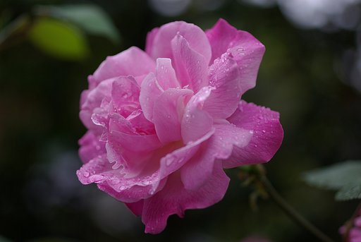 雨を浴びて・・・
