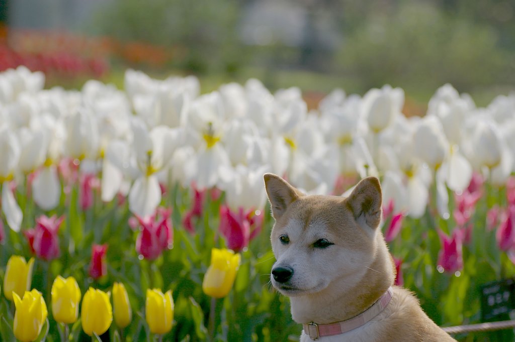 朝のチューリップ園