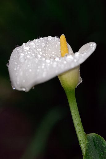 舌みたいな。白い花