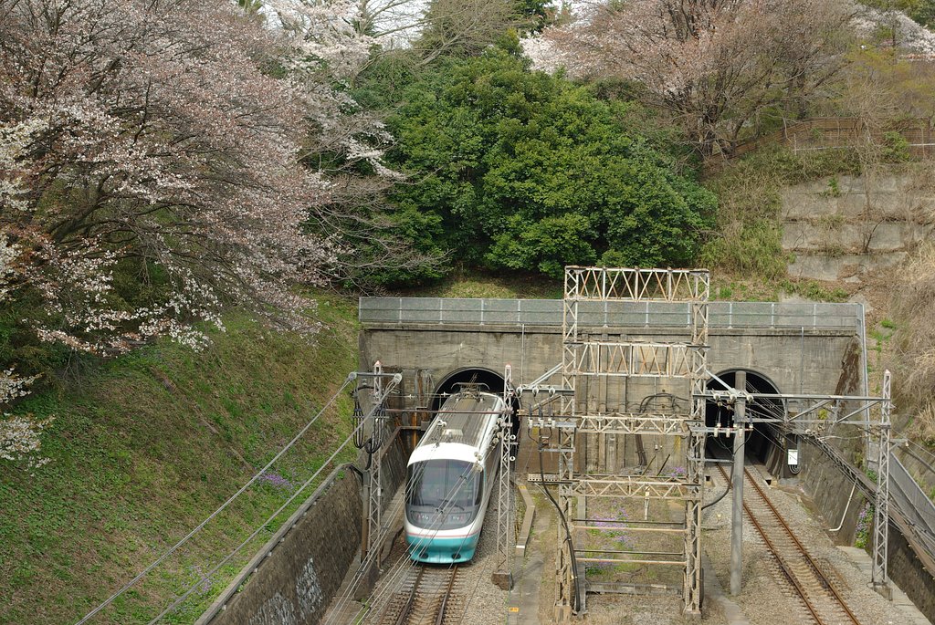 桜とロマンスカー2