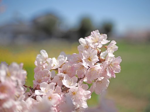 春めき桜〜VARIO SUMMILUX〜