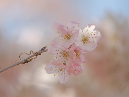 春めき桜〜VARIO ELMARIT〜