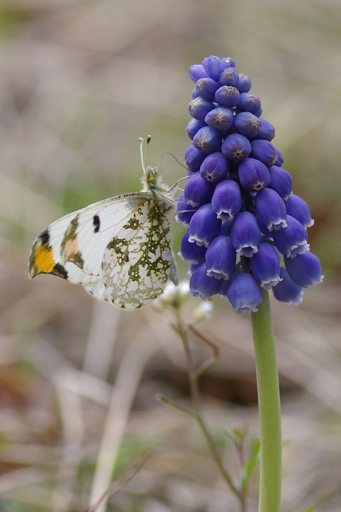 この蜜、おいしいでチュー
