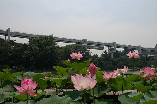 大賀の蓮