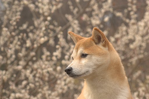 【花】懲りずに梅と万里