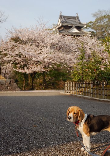 朝のさくら