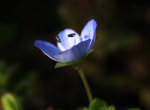 オオイヌノフグリ　ＳＩＧＭＡ 70-300mm F4-5.6 DG MACRO