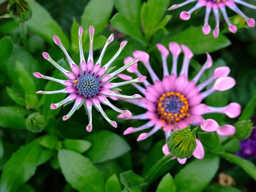 花の名は…
