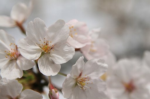 春の日差し
