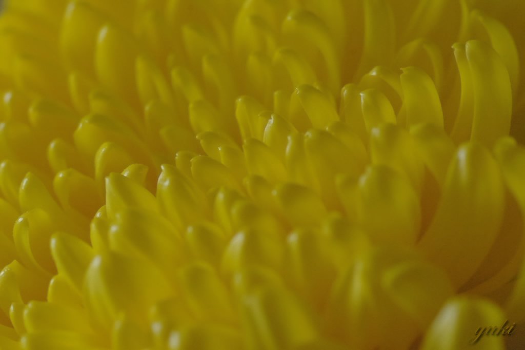 菊