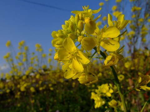菜の花