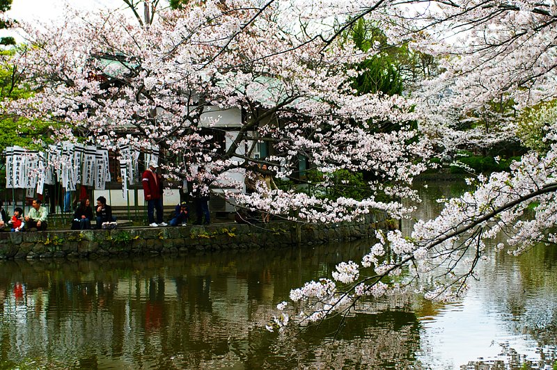 桜満開