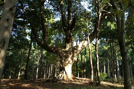 浅間神社のマテバシイ