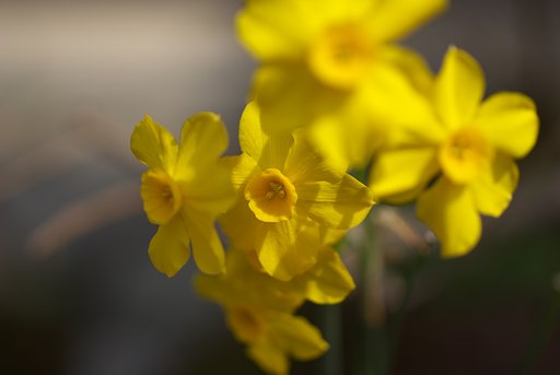またまた、庭の花・・・