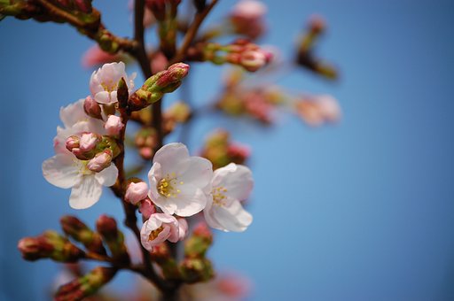 D40の桜です
