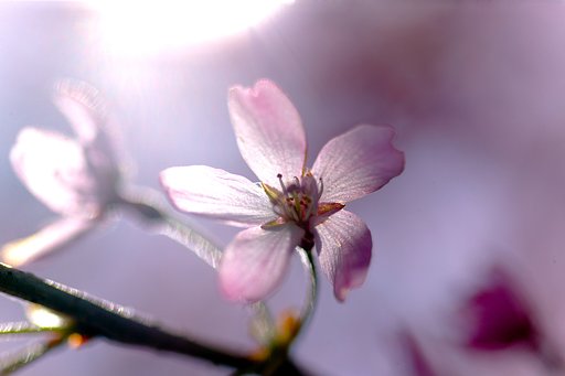 Sakura