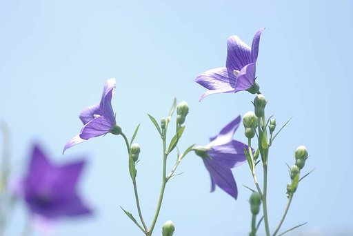 Blue in Blue