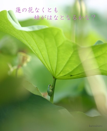 蛙