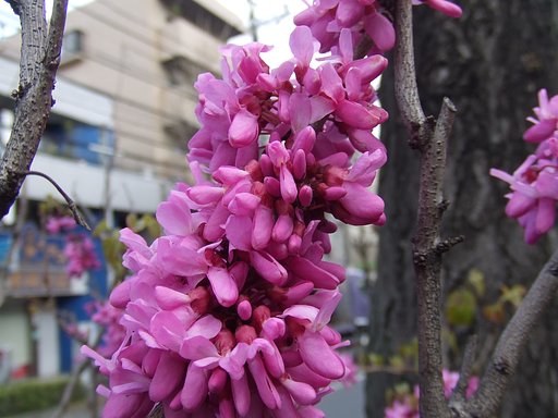 この花なんですか？