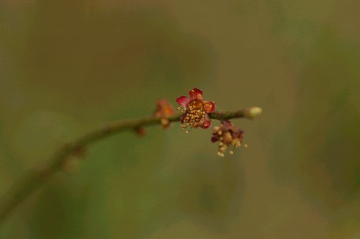 梅・残花