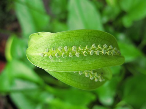 花？