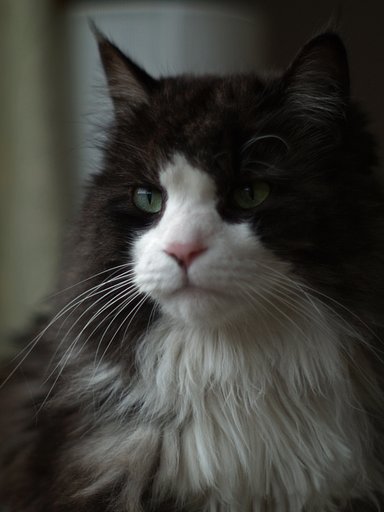野良猫