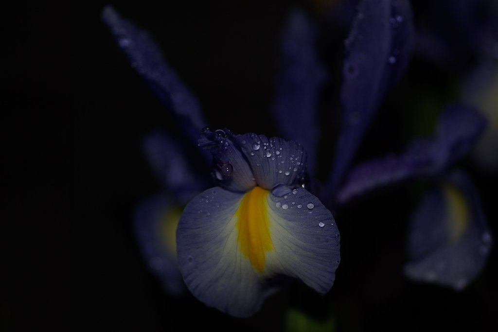水玉・・・