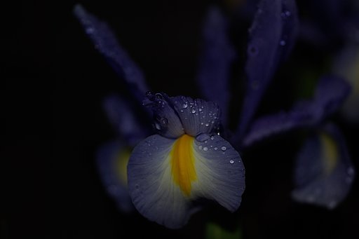 水玉・・・